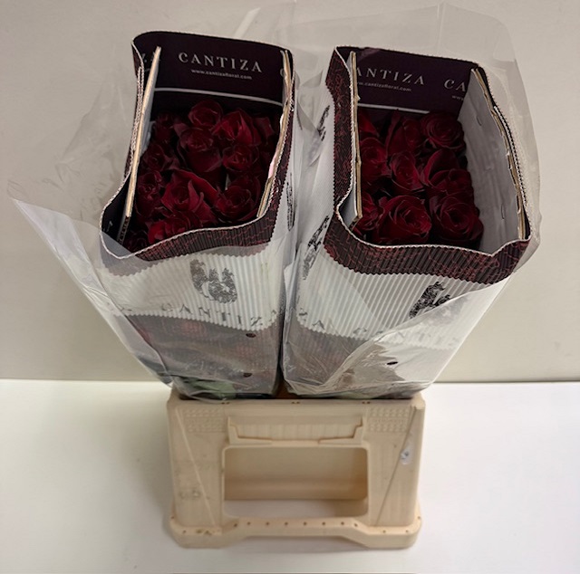 Rosa ec redvolution CT.jpg
